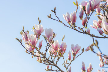 Magnolienblüten