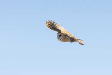 A Barn Owl flies through a pale blue winter sky looking straight ahead, its wings spread wide as the sun shines from low in the sky to the right.