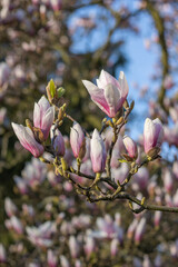 Magnolienbl&uuml;ten
