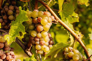 Close-up of green grapes hanging on the vine during harvest season, sunlit leaves surrounding ripe clusters in a vineyard, symbolizing viticulture, fresh fruit, and traditional winemaking in late summ