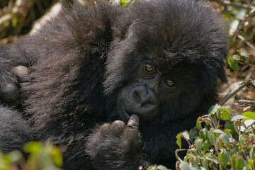Mountain gorilla in the wild