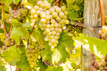 Close-up of green grapes hanging on the vine during harvest season, sunlit leaves surrounding ripe clusters in a vineyard, symbolizing viticulture, fresh fruit, and traditional winemaking in late summ