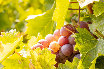 Red wine grapes hang ripe on vines during the Moselle grape harvest. Rolling vineyard slopes, river landscape, and autumn light create a scenic wine-growing region rich in tradition, nature, and agric