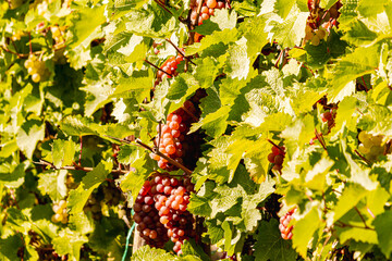 Red wine grapes hang ripe on vines during the Moselle grape harvest. Rolling vineyard slopes, river landscape, and autumn light create a scenic wine-growing region rich in tradition, nature, and agric