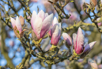 Magnolienblüten