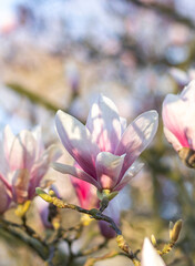 Obraz premium Magnolienblüten