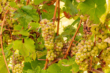 Close-up of green grapes hanging on the vine during harvest season, sunlit leaves surrounding ripe clusters in a vineyard, symbolizing viticulture, fresh fruit, and traditional winemaking in late summ