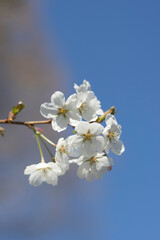 Weiße Kirschblüten