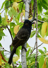 Red-vented Bulbul perched in a tree.