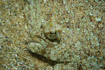 Arnoglossus thori Flatfish Camouflaged on Sandy Seafloor – Underwater Scene from Tamariu, Costa Brava, Spain. Butt