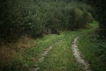 path in the forest