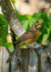 A Female Northern Cardinal 