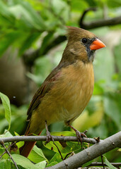 A Female Northern Cardinal 