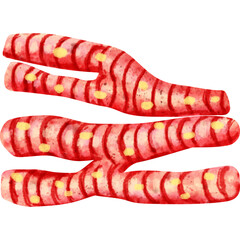 watercolor cardiac muscle cell