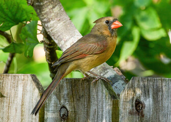 A Female Northern Cardinal 