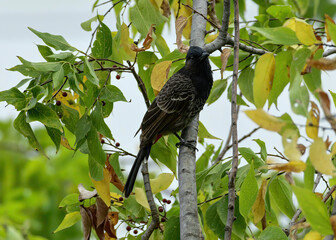 Red-vented Bulbul perched in a tree.