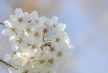 Obraz premium Weiße Kirschblüten