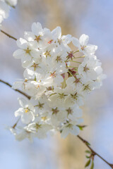 Weiße Kirschblüten