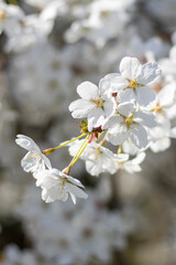 Weiße Kirschblüten