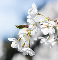 Weiße Kirschblüten