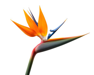 Obraz premium Striking bird of paradise flower isolated, showcasing vivid colors and unique tropical beauty