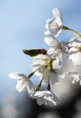 Weiße Kirschblüten