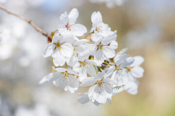 Weiße Kirschblüten