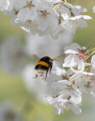 Hummel am Kirschblütenbusch