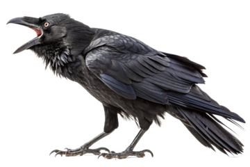 Angry crow cutout, transparent image.png. Cawing. Kitchen scraps. Natural predator. Garbage disposal. Black crow. Black bird.