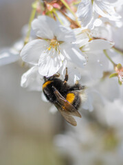 Hummel am Kirschblütenbusch