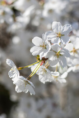 Weiße Kirschblüten