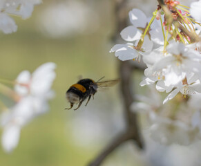 Hummel am Kirschblütenbusch