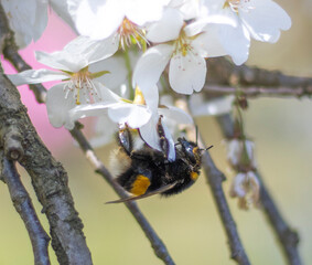 Hummel am Kirschblütenbusch