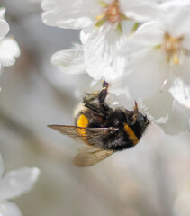 Hummel am Kirschblütenbusch