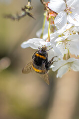 Hummel am Kirschblütenbusch