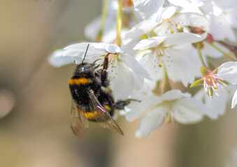 Hummel am Kirschblütenbusch