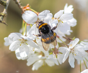 Hummel am Kirschblütenbusch