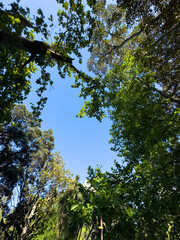 Green tree canopy against clear blue sky in Cape Town, South Africa