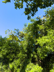 Green leafy tree branches under bright South African sky