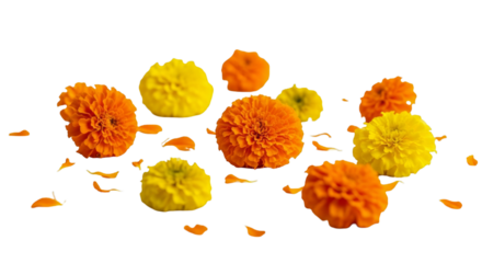 Marigold toran. Marigold. isolated on a white Background
