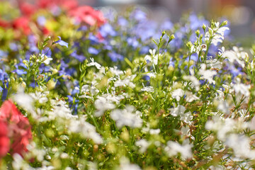 Vibrant floral garden with white, blue, and red blossoms in sunlit outdoor setting.