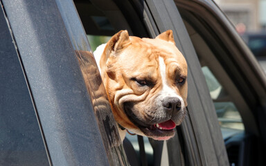 Pit bull dog looking out of a car window