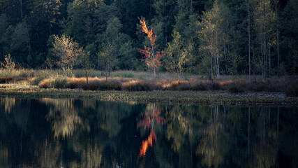 Laub im herbstlichen Wald