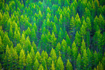 Background of a forest on a mountain slope in early autumn