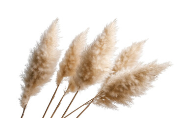 Pampas Grass Plumes isolated on a transparent background 1