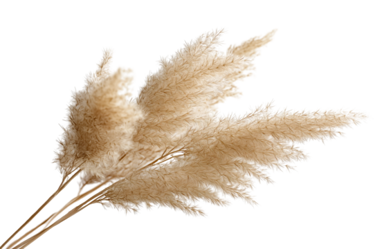 Dried Pampas Grass Plume isolated on a transparent background