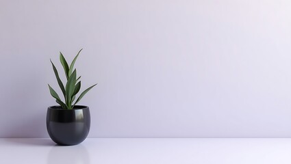 Minimalist snake plant in a black pot against a light purple wall