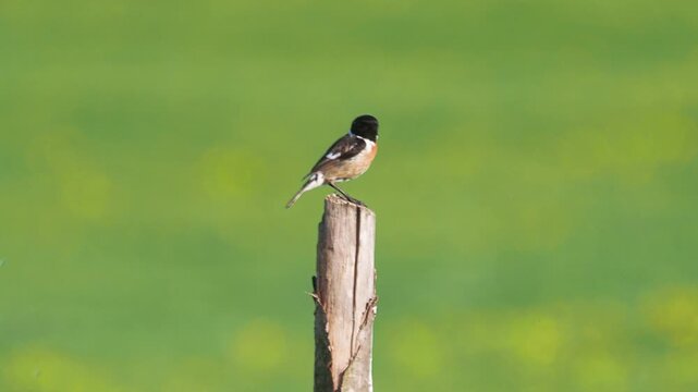 The European stonechat male bird singing, Saxicola rubicola