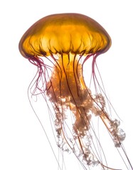 Golden jellyfish against white