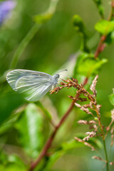 White Butterfly Resting on Grass in Natural Light